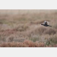 3346 x 2231_Px _RM_110327_MG_5637.jpg