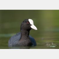 3504 x 2336_Px _RM_090421_MG_3708.jpg