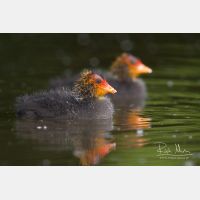 3504 x 2336_Px _RM_090517_MG_7110.jpg