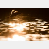 3773 x 2515 Px   _RM_200205_D2_2118.jpg