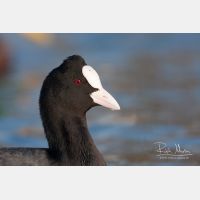 3888 x 2592_Px _RM_110302_MG_0568.jpg