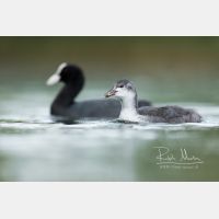 4198 x 2799 Px   _RM_200608_D2_2745.jpg