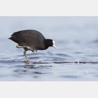 4243 x 2829_Px _RM_160212_MG_1336.jpg