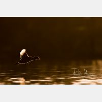 4407 x 2938 Px   _RM_200205_D2_2115.jpg