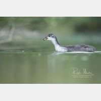 4649 x 3099 Px   _RM_200608_D2_2717.jpg