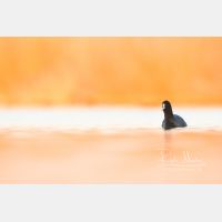 4720 x 3146 Px   _RM_190125_Q4A8164.jpg