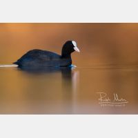 4825 x 3217 Px   _RM_200205_D2_2302.jpg