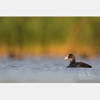 4875 x 3250_Px _RM_170817_MG_8616.jpg