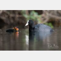 4978 x 3318_Px _RM_170513_MG_4060.jpg