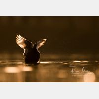 5043 x 3362 Px   _RM_200125_D2_2019.jpg