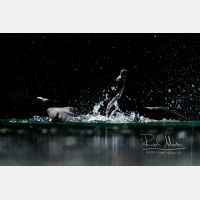 5227 x 3485 Px   _RM_170512_MG_3925.jpg