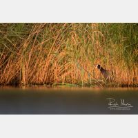 5460 x 3640_Px _RM_170817_MG_8413.jpg