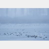 5472 x 3648 Px   _RM_171210_MG_1358.jpg