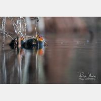 5472 x 3648_Px _RM_170513_MG_4033.jpg