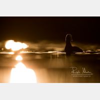 6376 x 4251 Px   _RM_200205_D4_8882.jpg