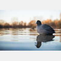 6437 x 4291 Px   _RM_200205_D4_8956.jpg