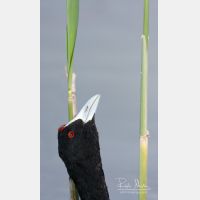 2301 x 3888_Px _RM_110320_MG_9086_b.jpg