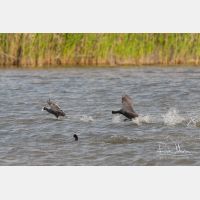 2952 x 1968_Px _RM_090329_MG_8616.jpg