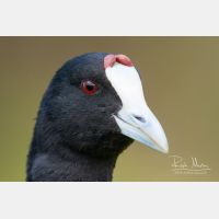 3456 x 2304_Px _RM_110320_MG_8801.jpg