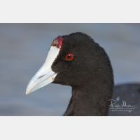 3588 x 2392_Px _RM_110320_MG_9090.jpg