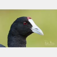 3618 x 2412_Px _RM_110320_MG_8711.jpg