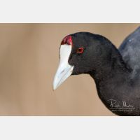 3888 x 2592_Px _RM_110320_MG_9056.jpg