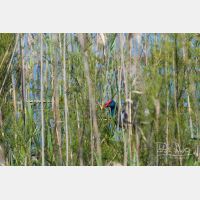 2956 x 1970_Px _RM_090331_MG_9819.jpg