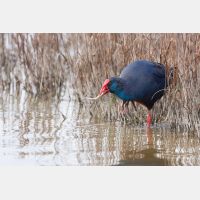 3552 x 2368_Px _RM_110320_MG_8868.jpg