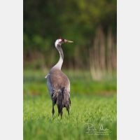 2300 x 3434_Px _RM_140427_MG_1418.jpg