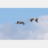 2851 x 1900_Px _RM_091005_MG_6388.jpg