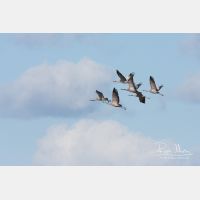 3312 x 2208_Px _RM_091005_MG_6363.jpg