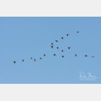 3888 x 2592_Px _RM_091006_MG_6429.jpg