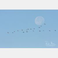 3888 x 2592_Px _RM_091006_MG_6438.jpg