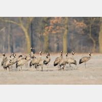 4250 x 2833 Px   _RM_180206_7D2_0285.jpg