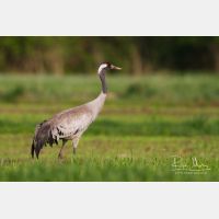 4751 x 3168_Px _RM_140427_MG_1433.jpg