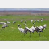 4839 x 3226 Px   _RM_190130_Q4A9372.jpg