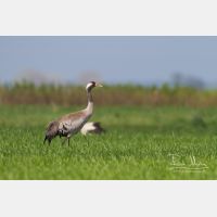 4871 x 3247_Px _RM_140427_MG_1276.jpg