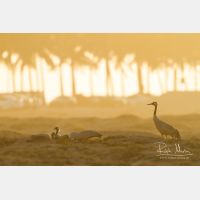 4906 x 3270_Px _RM_130208_MG_4076.jpg