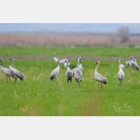 4907 x 3271 Px   _RM_190130_Q4A9383.jpg