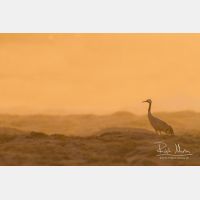 5109 x 3406_Px _RM_130208_MG_4076_b.jpg