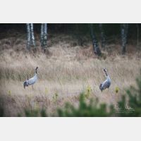 5113 x 3409 Px   _RM_180203_5D3_0215.jpg