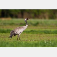 5127 x 3418_Px _RM_140427_MG_1426.jpg