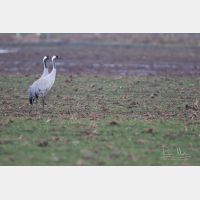 5472 x 3648 Px   _RM_180203_7D2_9812.jpg