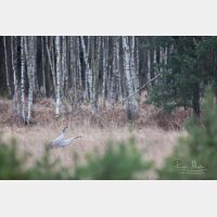 5760 x 3840 Px   _RM_180203_5D3_0274.jpg