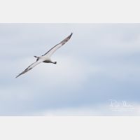 4070 x 2713_Px _RM_170606_MG_5896.jpg