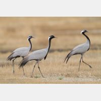 4378 x 2919_Px _RM_140528_MG_8749.jpg