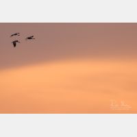 4387 x 2925 Px   _RM_190609_D2_0250-2.jpg