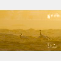 4480 x 2987_Px _RM_130208_MG_4087.jpg