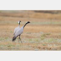 4623 x 3082_Px _RM_140528_MG_8734.jpg