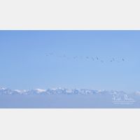 4627 x 2603_Px _RM_140517_MG_2231_b.jpg